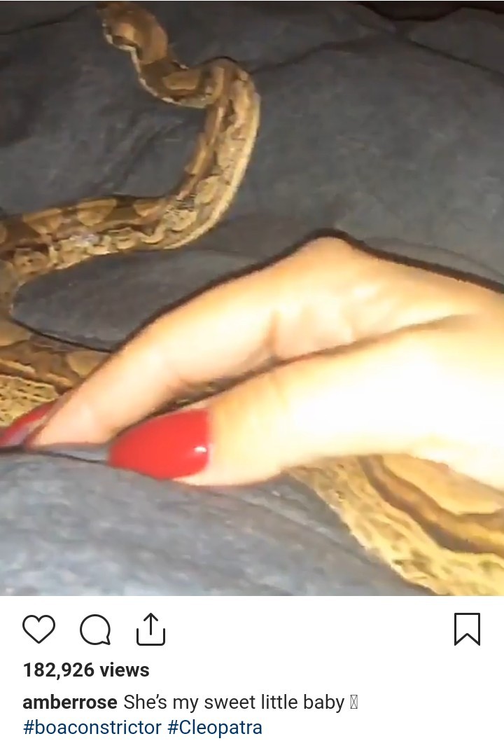Amber Rose gets herself a big snake as a pet (video)
