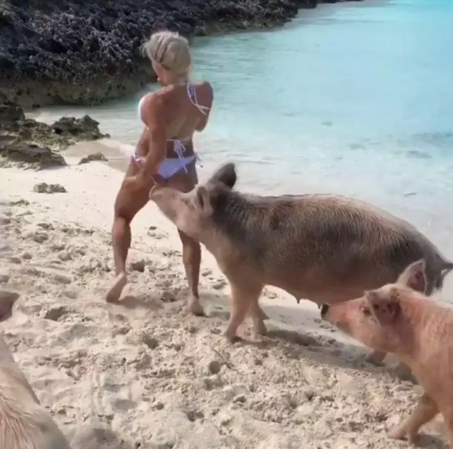 Moment Instagram model is bitten on the butt by a feral pig (video)