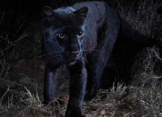 Rare black leopard 