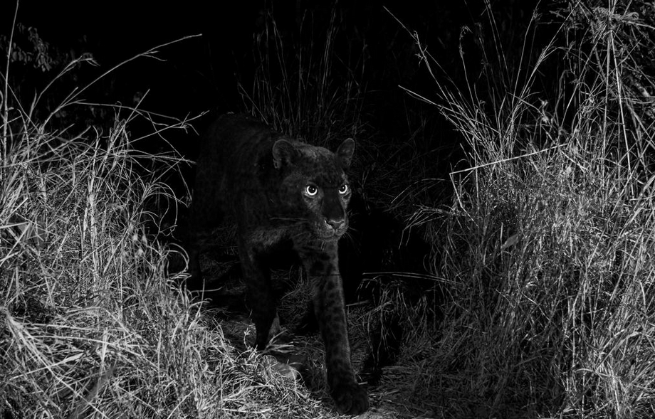 Rare black leopard