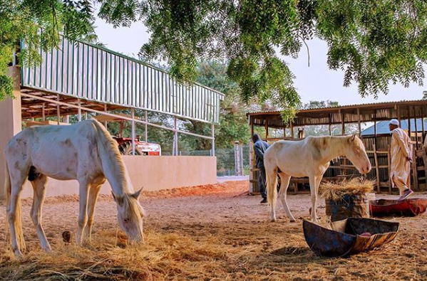 Photos of President Buhari at his farm in Daura today