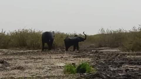 Photos: Kebbi State Governor hails villagers for protecting two stray elephants