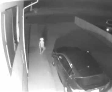 Mysterious creature resembling Harry Potter