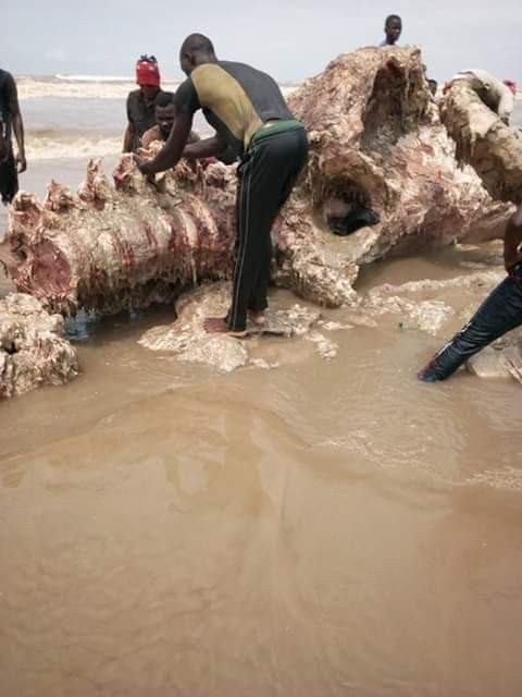 Photos: See the skeletal remains of the whale slaughtered for food in Bayelsa