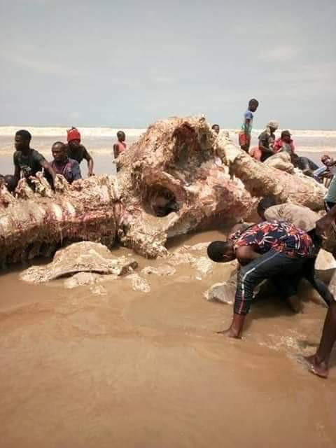  Photos: See the skeletal remains of the whale slaughtered for food in Bayelsa