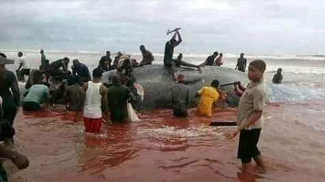  Photos: See the skeletal remains of the whale slaughtered for food in Bayelsa