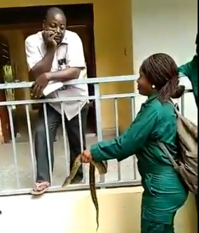 Students of forestry and wildlife shiver in terror as they are made to carry a snake as part of their continuous assessment