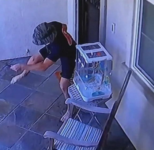 Moment teenager was bitten by rattlesnake outside California home