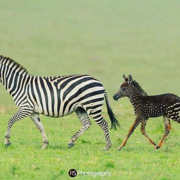 Rare Zebra spotted in Kenya (photos)