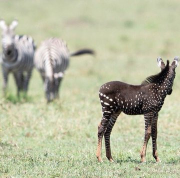 Rare Zebra spotted in Kenya (photos)