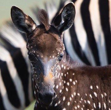 Rare Zebra spotted in Kenya (photos)