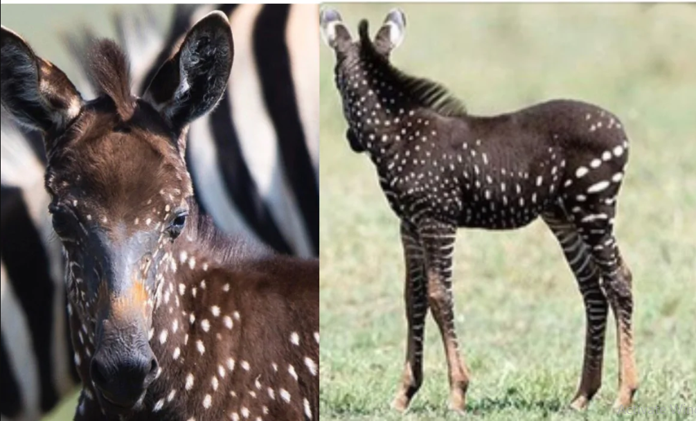 Rare Zebra spotted in Kenya (photos)