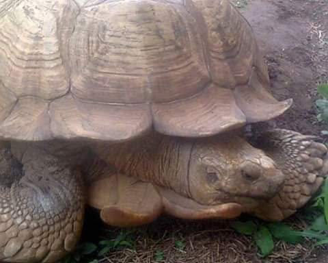 Alagba, the oldest Tortoise in Africa living in Soun of Ogbomoso