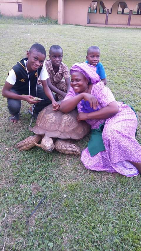  Alagba, the oldest Tortoise in Africa living in Soun of Ogbomoso