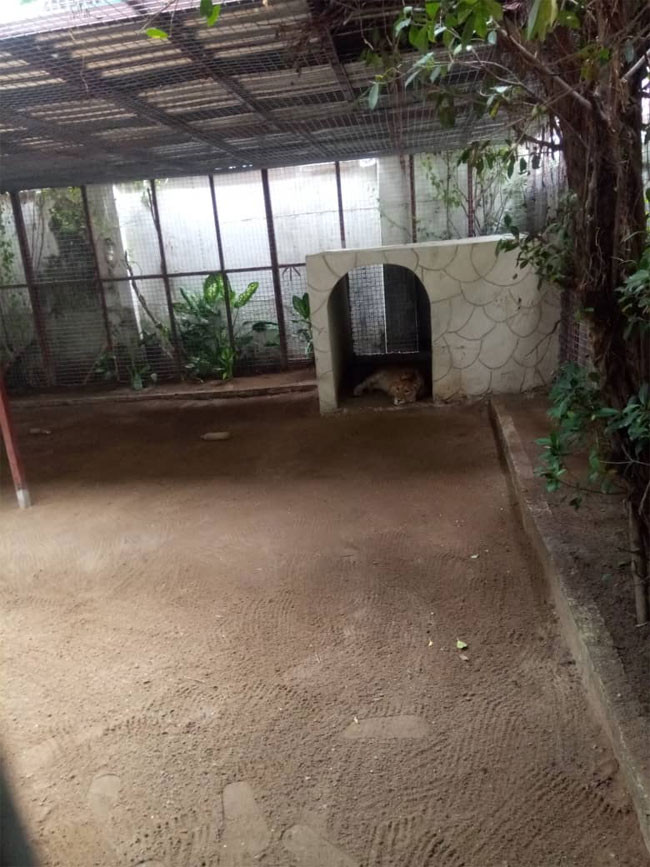 Lion discovered at residential building in Lagos (photos)