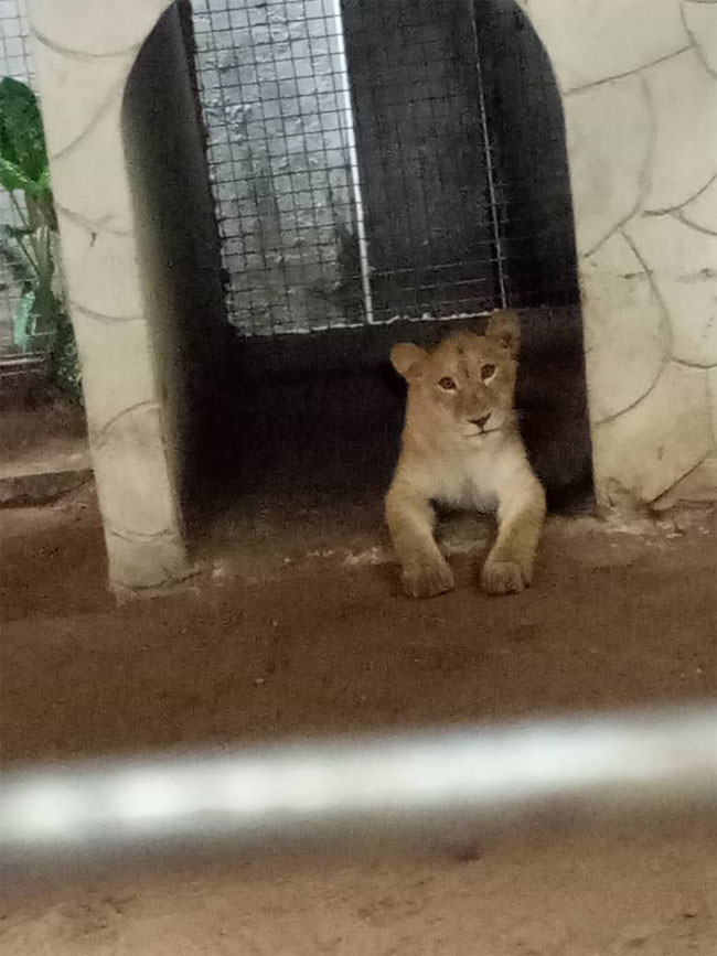 Lion discovered at residential building in Lagos (photos)