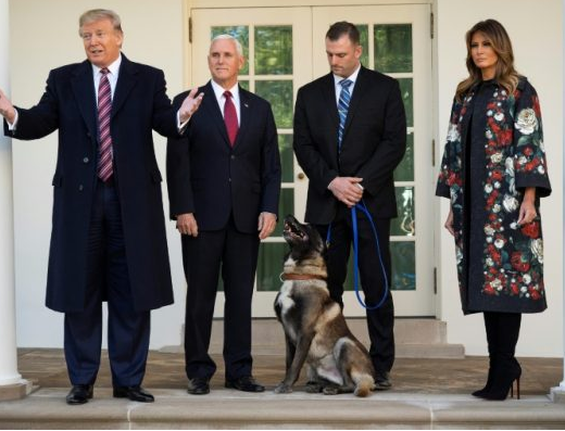 President Trump praises Conan, hero dog injured in al-Baghdadi raid, at the White House (photos)
