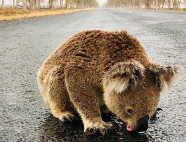 A koala licks rainwater off a road near Moree, New South Wales