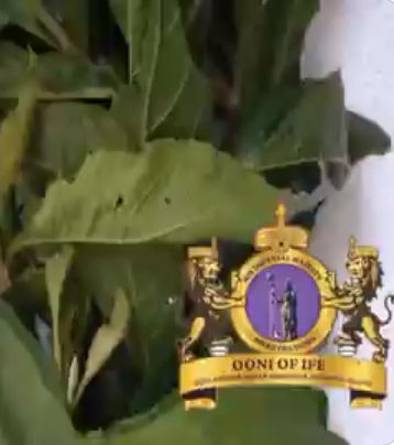 "Coronavirus solution. It is real and it works" Ooni of Ife reveals herbs he says can be used to treat coronavirus