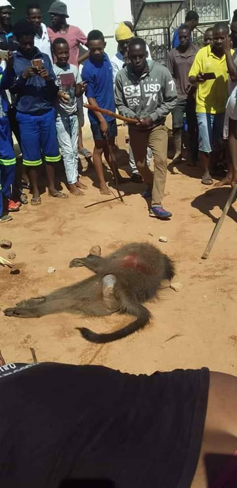 COVID-19 Lockdown: Residents kill, eat baboon in South Africa (photos)