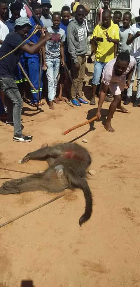 COVID-19 Lockdown: Residents kill, eat baboon in South Africa (photos)