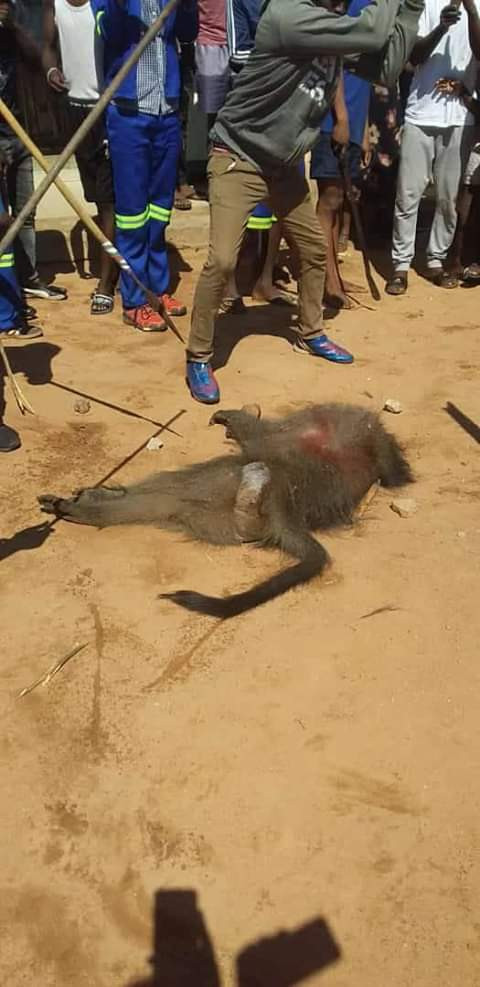 COVID-19 Lockdown: Residents kill, eat baboon in South Africa (photos)