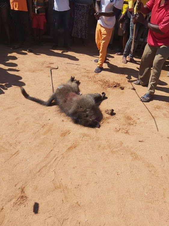 COVID-19 Lockdown: Residents kill, eat baboon in South Africa (photos)