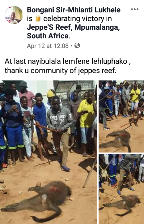 COVID-19 Lockdown: Residents kill, eat baboon in South Africa (photos)