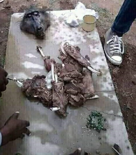 COVID-19 Lockdown: Residents kill, eat baboon in South Africa (photos)