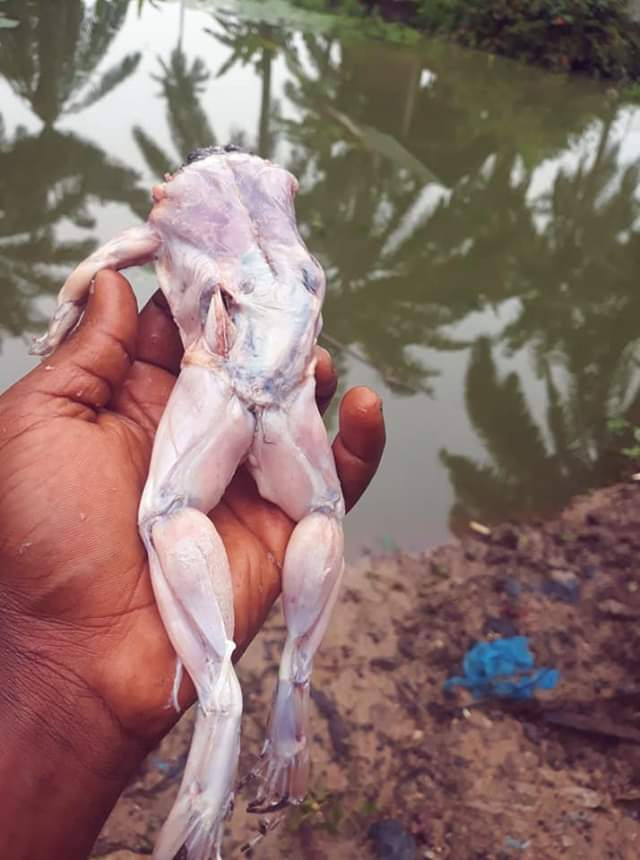 Nigerian man makes stew with Frog meat (photos)
