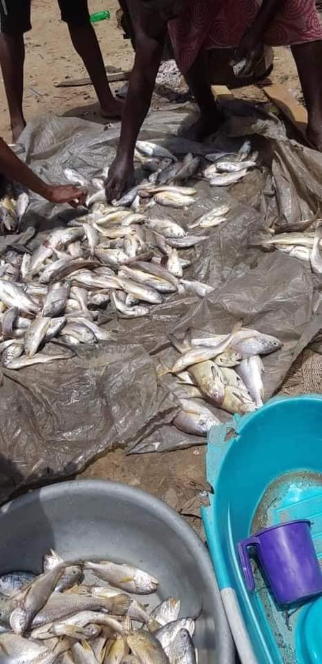 Rivers State Government cautions fishing communities over massive death of fishes