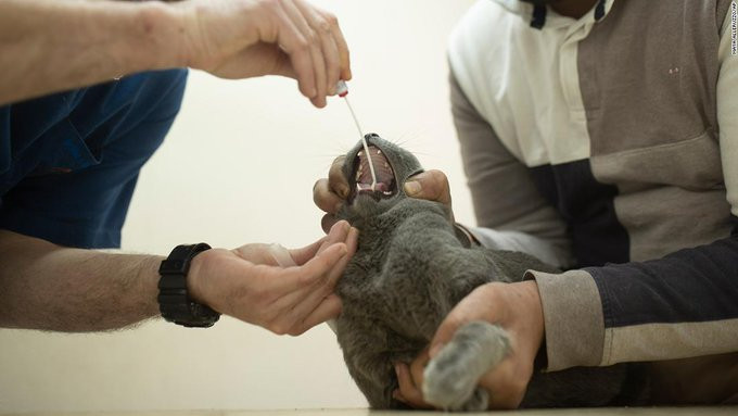 Two cats become the first pets in the US to test positive for Coronavirus