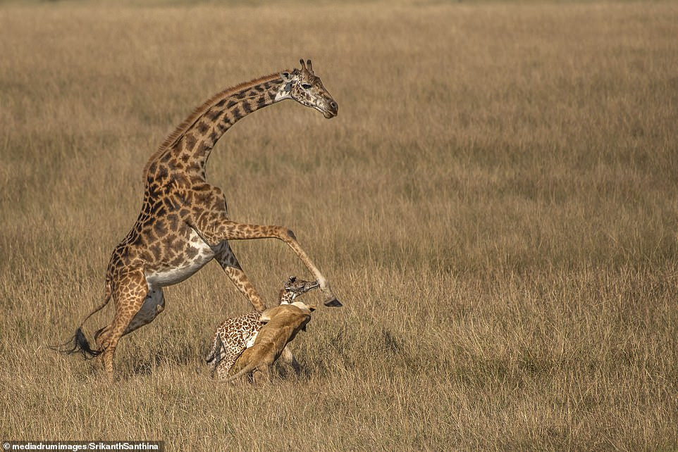  Dramatic moment mother giraffe tries in vain to defend its one-day-old calf from a lioness (photos)