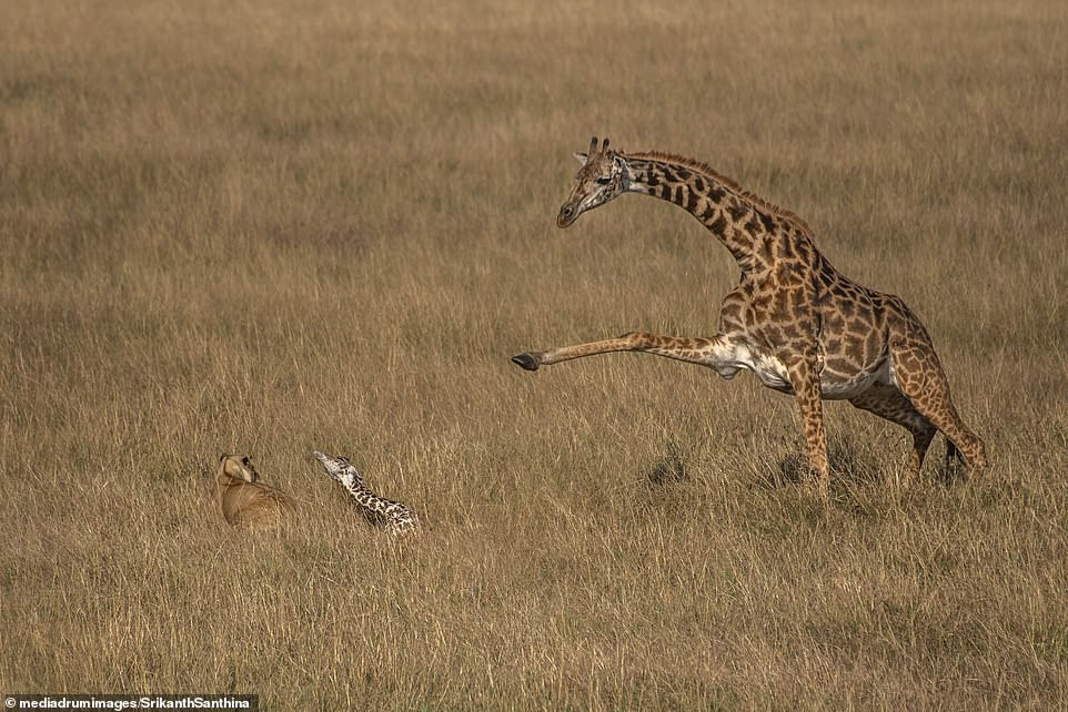  Dramatic moment mother giraffe tries in vain to defend its one-day-old calf from a lioness (photos)