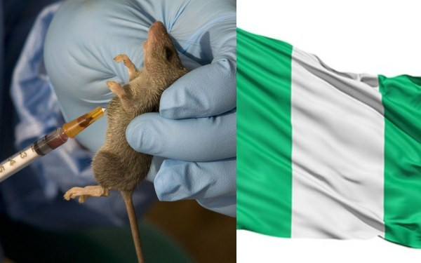 Emergency phase for Lassa Fever outbreak is over  ? NCDC