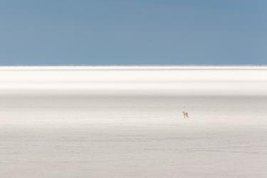 A cheetah on a wide-open plain