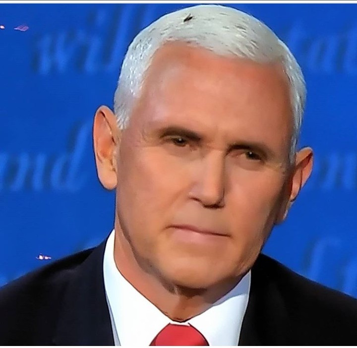 Americans react after fly landed on Mike Pence