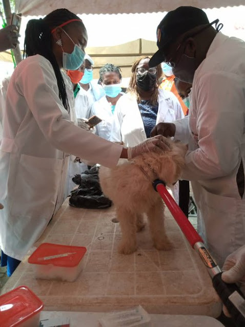 Lagos state to vaccinate 1.5 million dogs for free (photos)