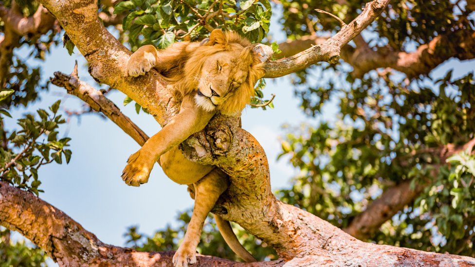 Lion at Queen Elizabeth National Park