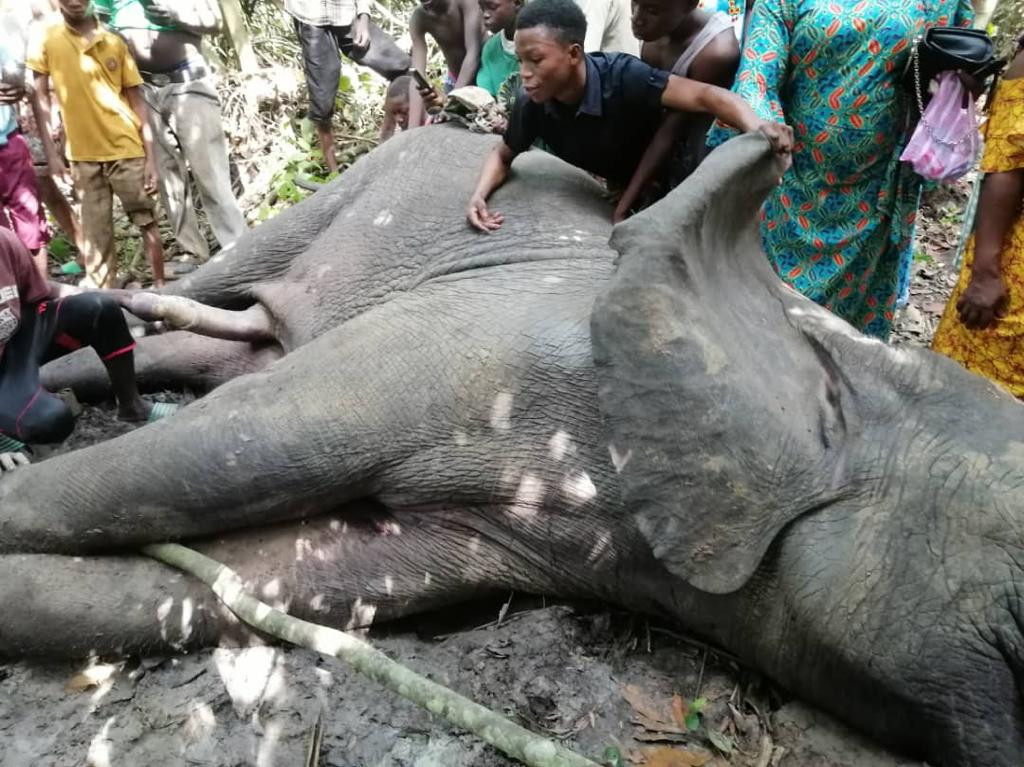 Local hunters kill 4th elephant in 2 years in Ogun state