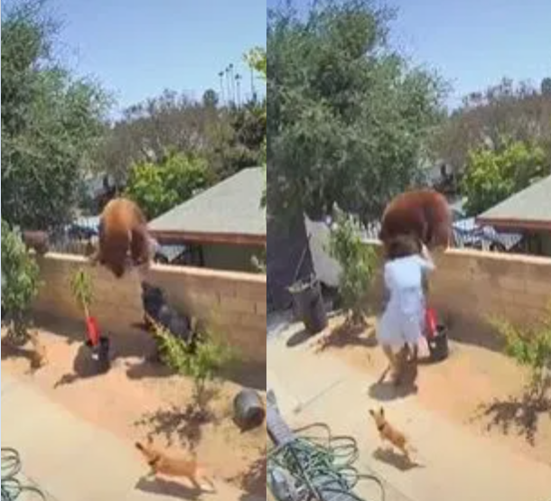 Moment brave woman pushes a bear off her garden wall to stop it from attacking her dogs (video)