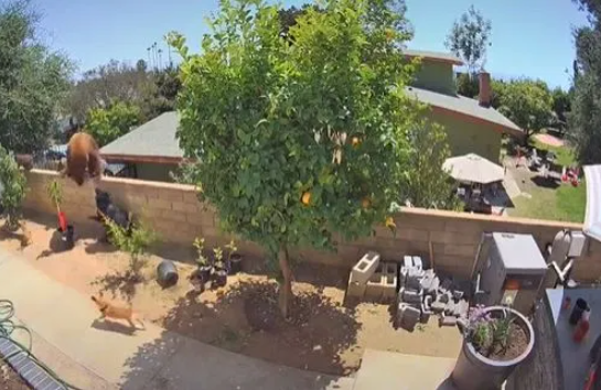 Moment brave woman pushes a bear off her garden wall to stop it from attacking her dogs (video)