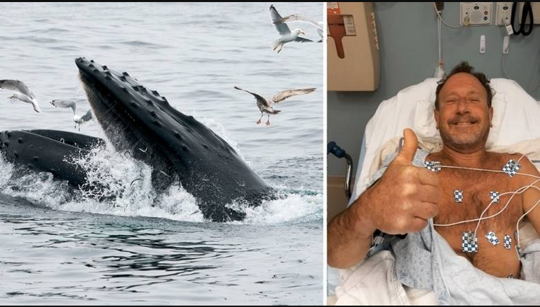 Lobster diver survives after being swallowed by a humpback whale