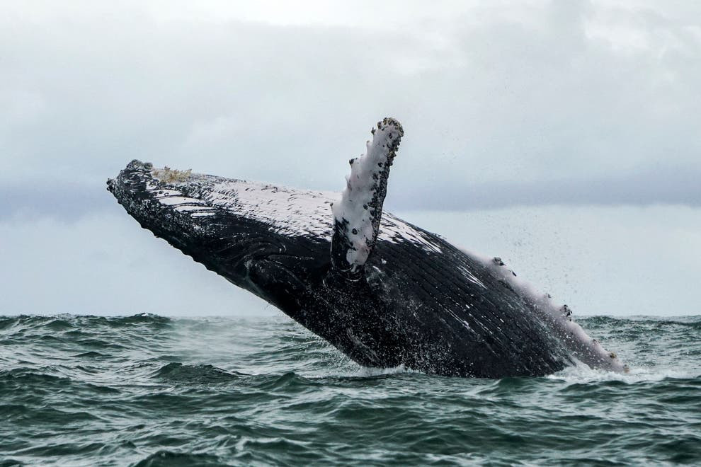 Lobster diver survives after being swallowed by a humpback whale