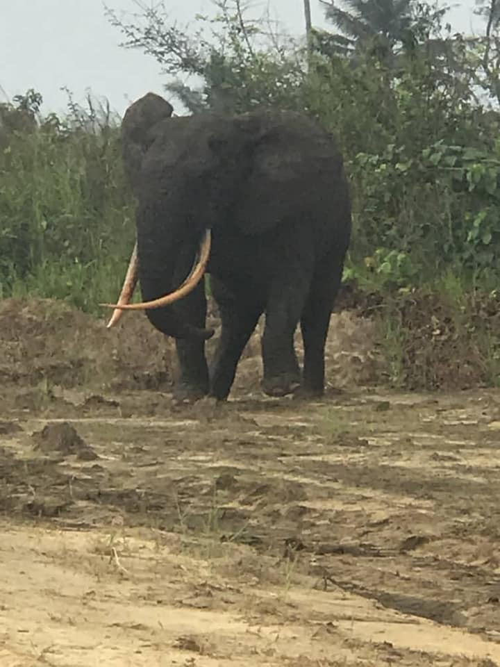 Elephant spotted in Rivers community