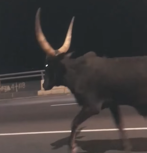 Wandering cow spotted on 3rd mainland Bridge (video)