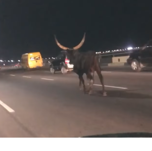 Wandering cow spotted on 3rd mainland Bridge (video)
