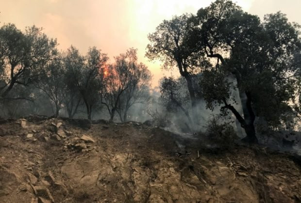 42 people killed as wildfire rips through Algeria (photos)