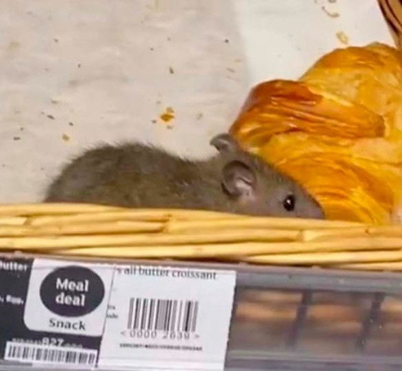Giant rats filmed crawling across uncovered pastry at Sainsbury
