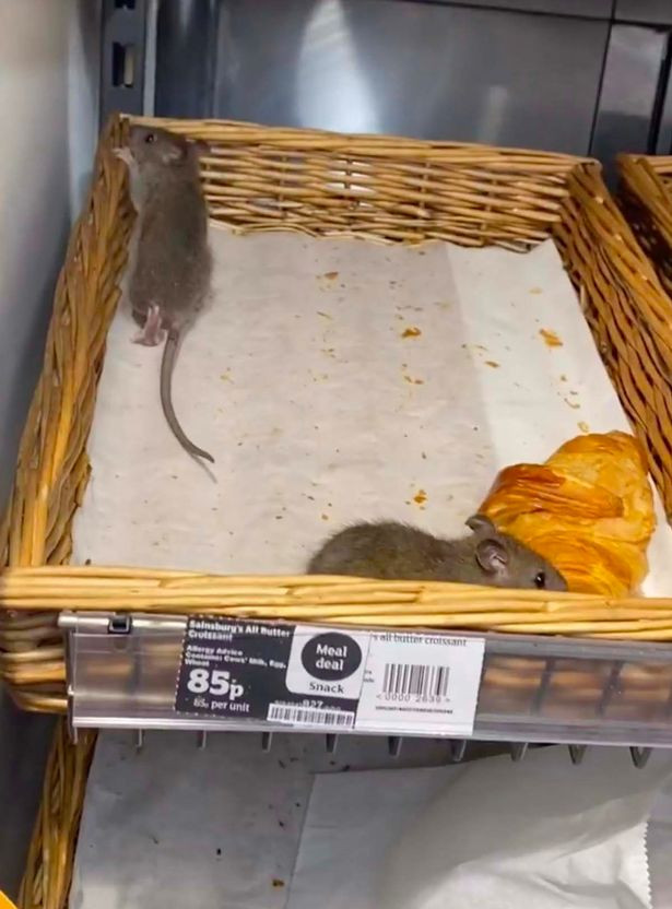 Giant rats filmed crawling across uncovered pastry at Sainsbury